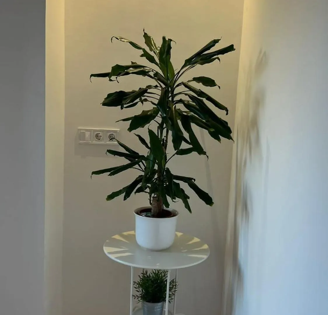 El Faro Apartaments Suites - Placa De La Font Tarragona Spain